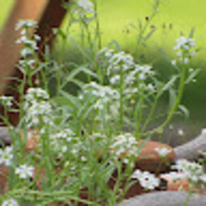 Meet your Posher, Annake